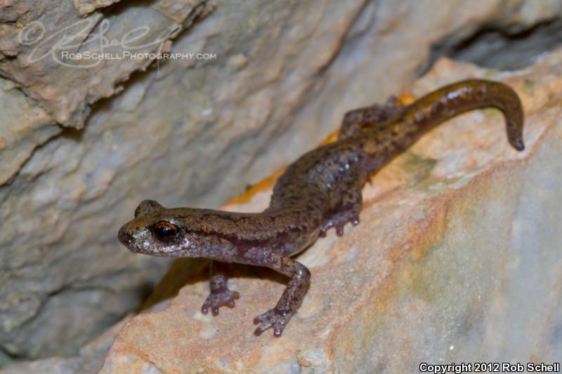 Shasta Salamander (Hydromantes shastae)