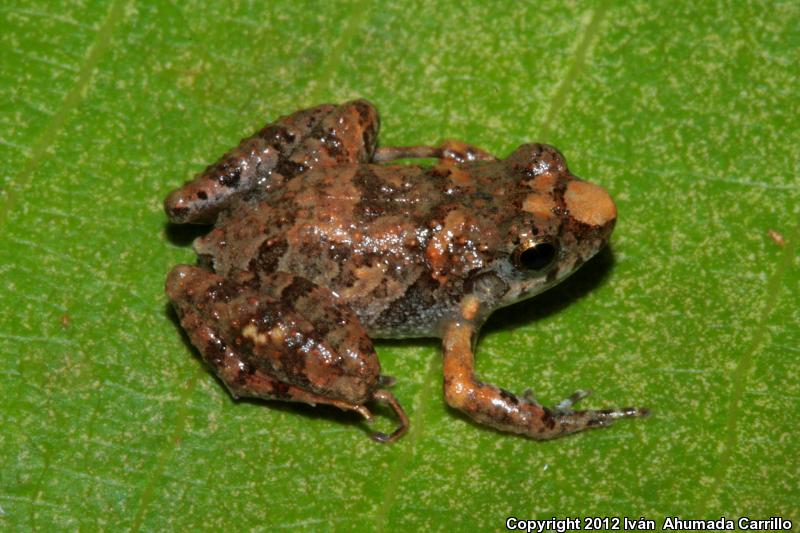 Pigmy Robber Frog (Craugastor pygmaeus)