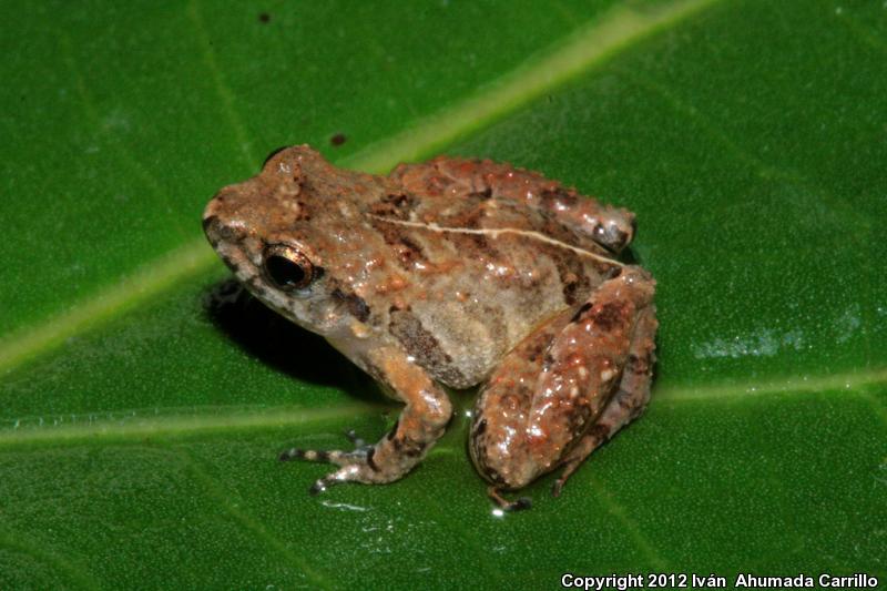 Pigmy Robber Frog (Craugastor pygmaeus)