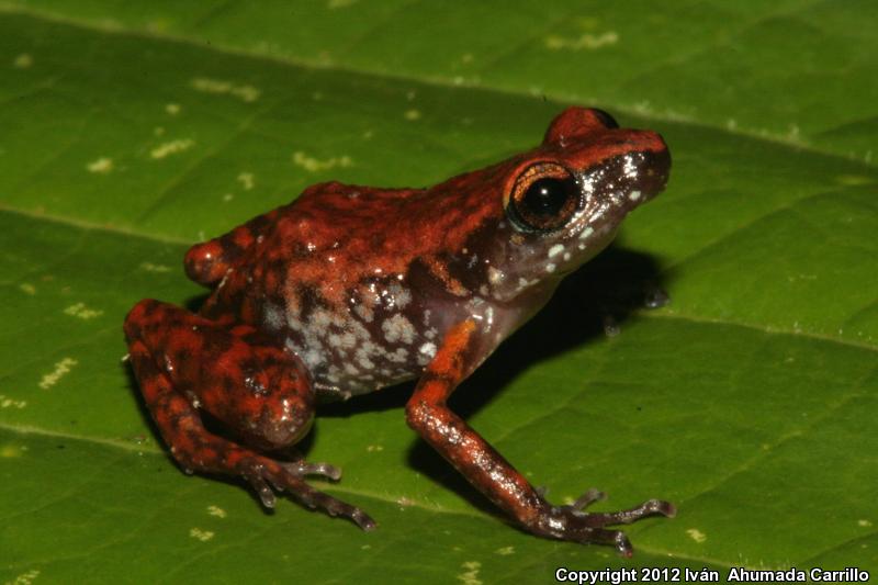 Blunt-toed Chirping Frog (Eleutherodactylus modestus)