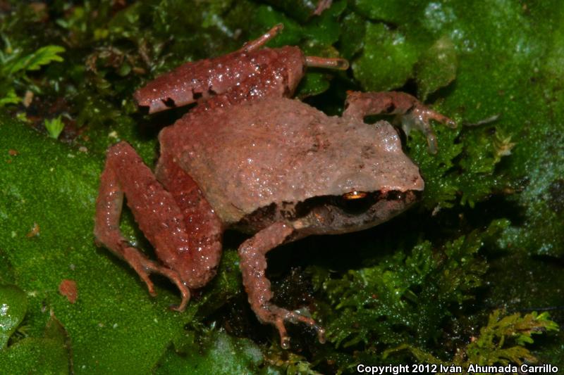 Pigmy Robber Frog (Craugastor pygmaeus)