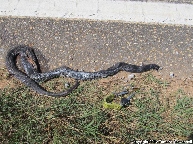 Black Pinesnake (Pituophis melanoleucus lodingi)