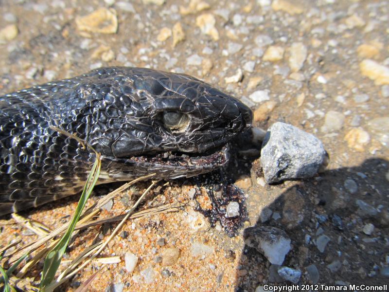 Black Pinesnake (Pituophis melanoleucus lodingi)