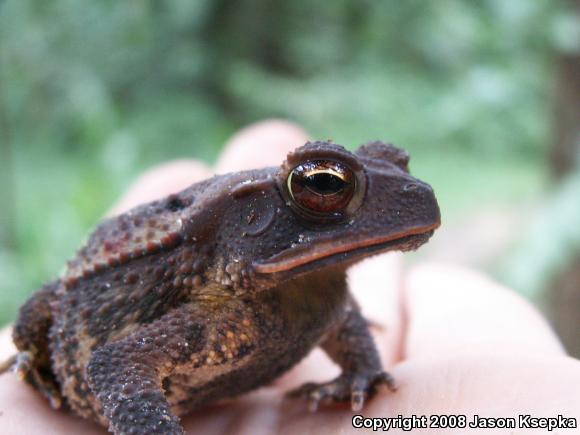 Southern Gulf Coast Toad (Ollotis valliceps)