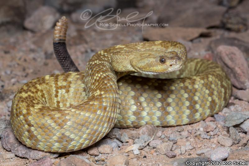 Isla San Esteban Black-tailed Rattlesnake (Crotalus estebanensis)