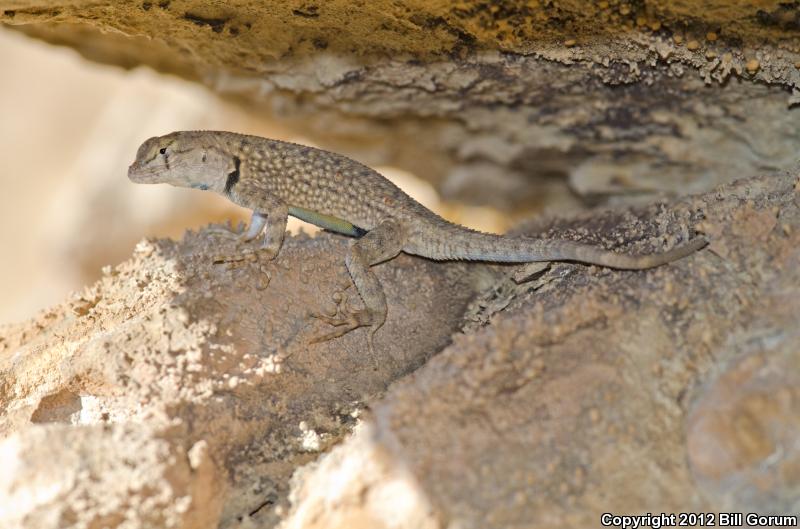 Big Bend Canyon Lizard (Sceloporus merriami annulatus)