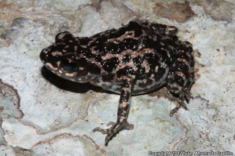 Peters's Shiny Peeping Frog (Eleutherodactylus petersi)