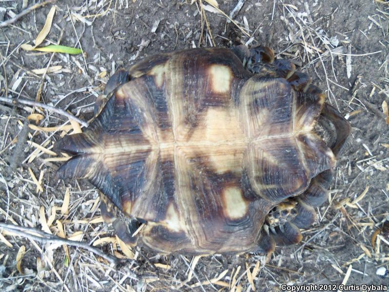 Texas Tortoise (Gopherus berlandieri)