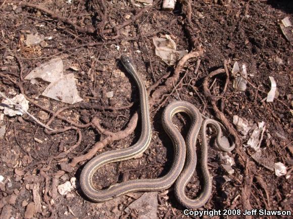 Orange-striped Ribbonsnake (Thamnophis proximus proximus)
