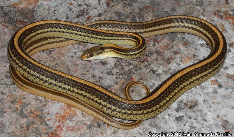 Baird's Patch-nosed Snake (Salvadora bairdi)