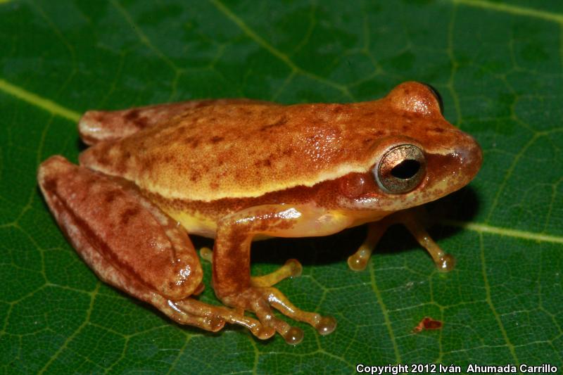 Dwarf Mexican Treefrog (Tlalocohyla smithi)