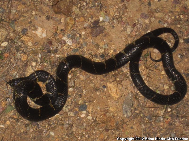 Western Black Kingsnake (Lampropeltis getula nigrita)