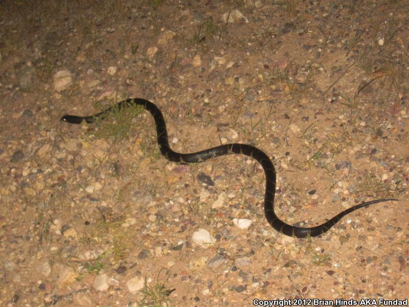 Western Black Kingsnake (Lampropeltis getula nigrita)