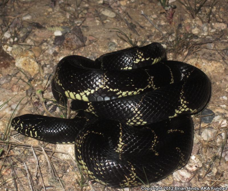 Western Black Kingsnake (Lampropeltis getula nigrita)