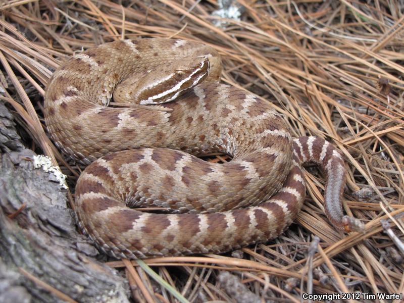 Del Nido Ridge-nosed Rattlesnake (Crotalus willardi amabilis)