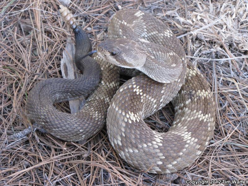 Mexican Black-tailed Rattlesnake (Crotalus molossus nigrescens)
