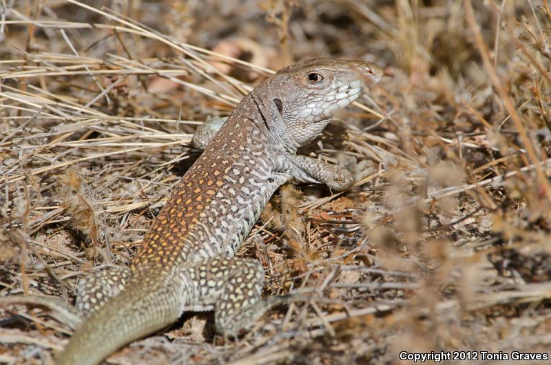 Redback Whiptail (Aspidoscelis xanthonota)