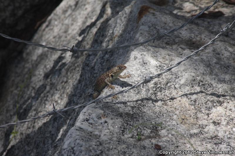 Hunsaker's Spiny Lizard (Sceloporus hunsakeri)