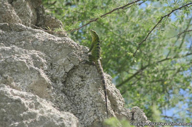 Cape Spiny-tailed Iguana (Ctenosaura hemilopha)