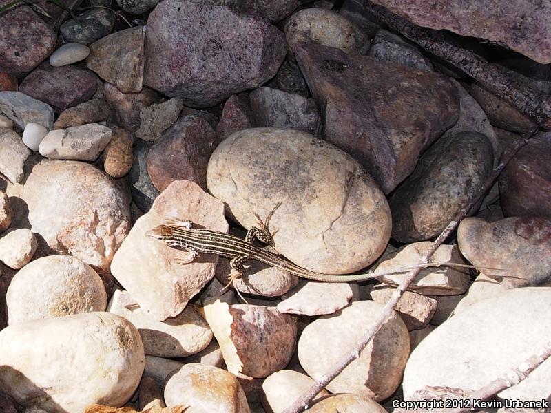 Colorado Checkered Whiptail (Aspidoscelis neotesselata)