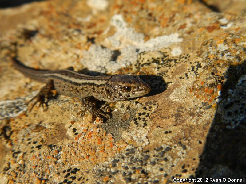 San Nicolas Night Lizard (Xantusia riversiana riversiana)
