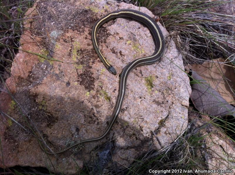 Baird's Patch-nosed Snake (Salvadora bairdi)