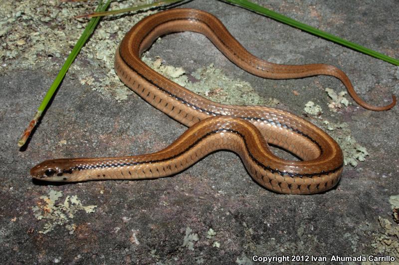 Cope's Mountain Meadow Snake (Adelophis copei)