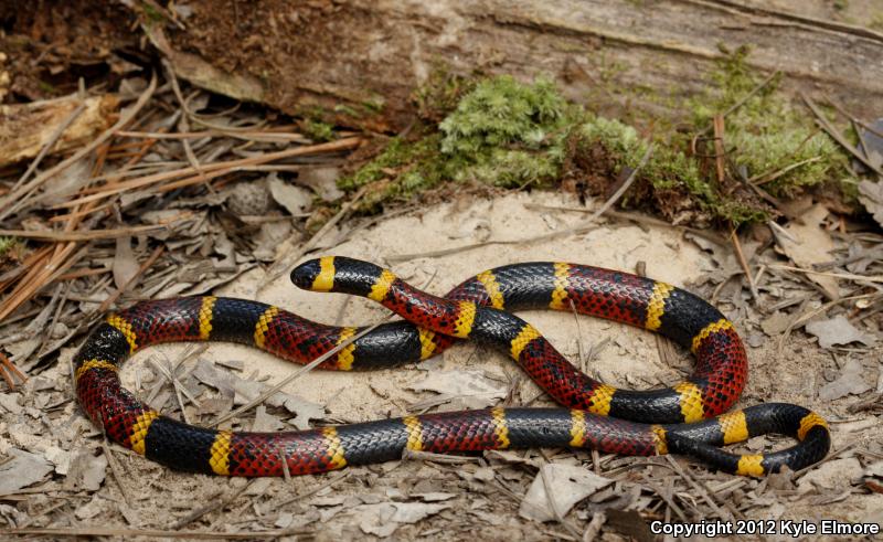 Texas Coralsnake (Micrurus tener tener)