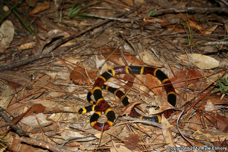 Texas Coralsnake (Micrurus tener tener)