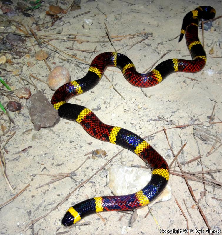 Texas Coralsnake (Micrurus tener tener)