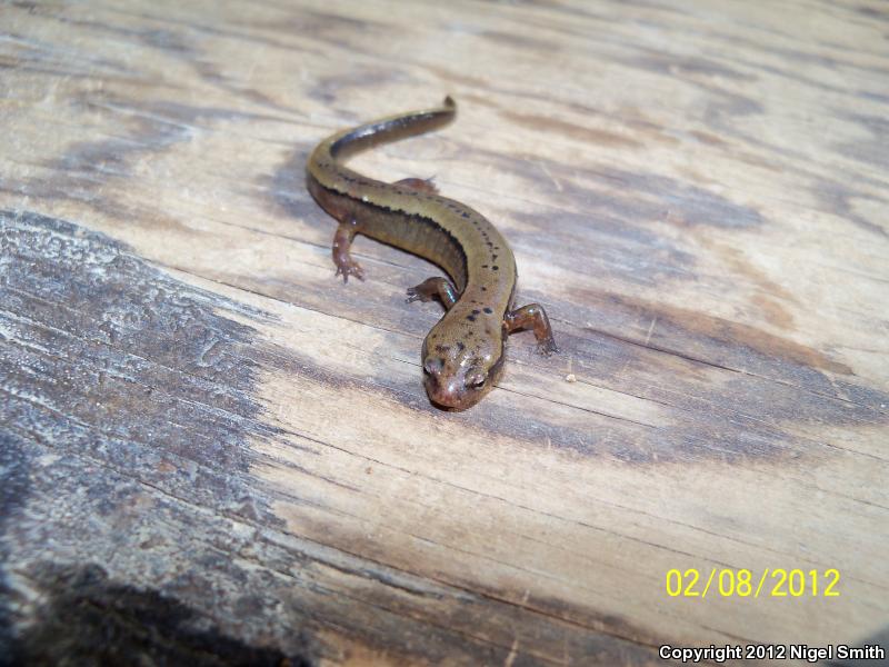 Dark-sided Salamander (Eurycea aquatica)