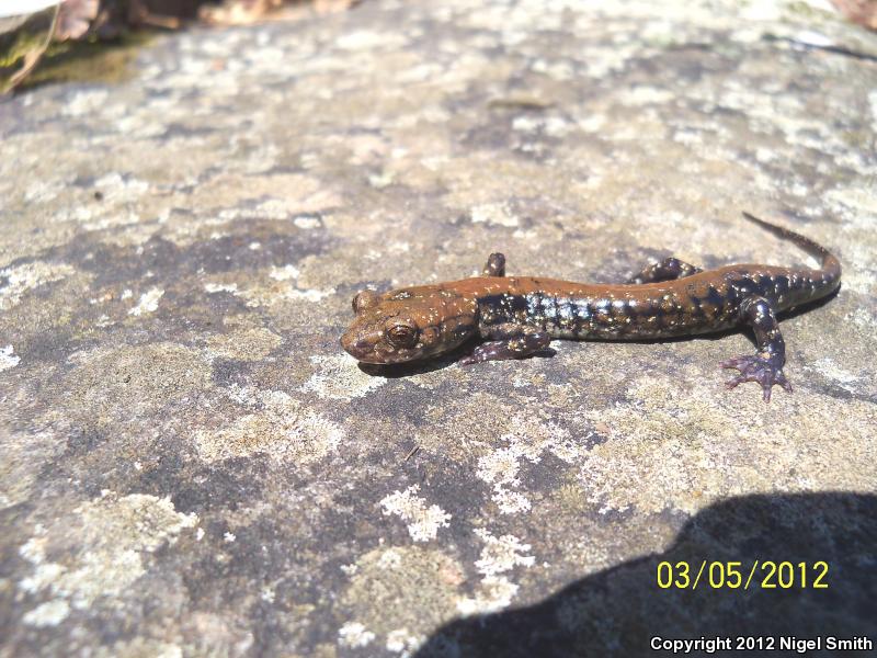 Pigeon Mountain Salamander (Plethodon petraeus)