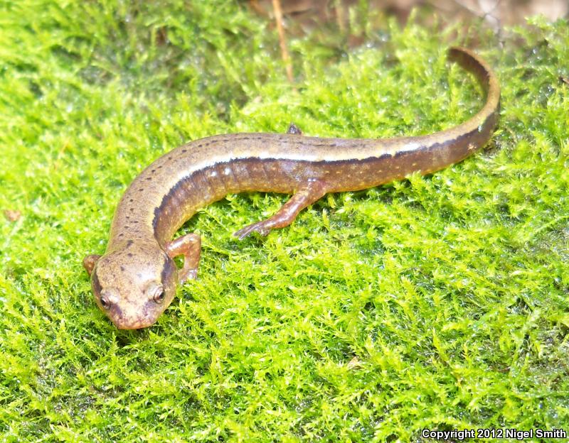 Dark-sided Salamander (Eurycea aquatica)