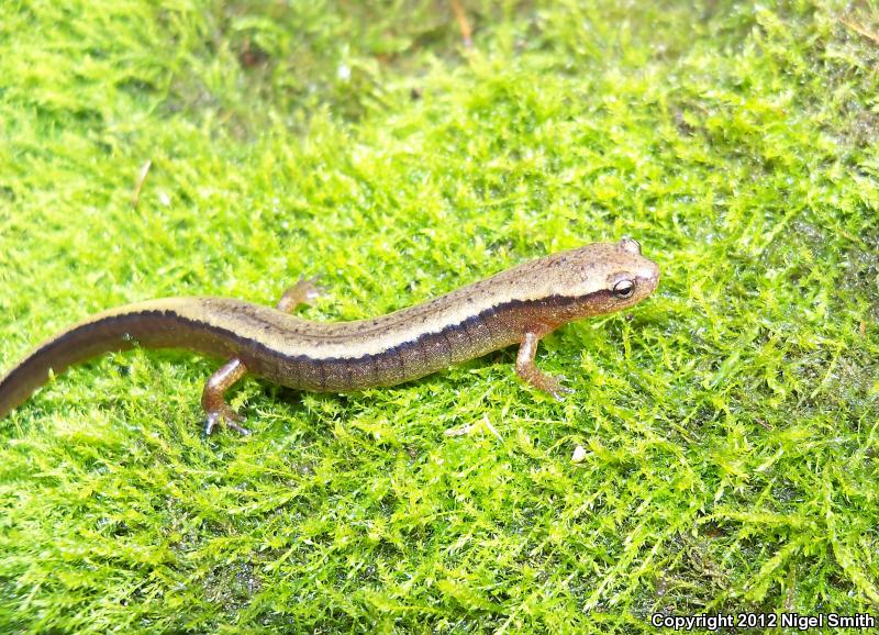 Dark-sided Salamander (Eurycea aquatica)