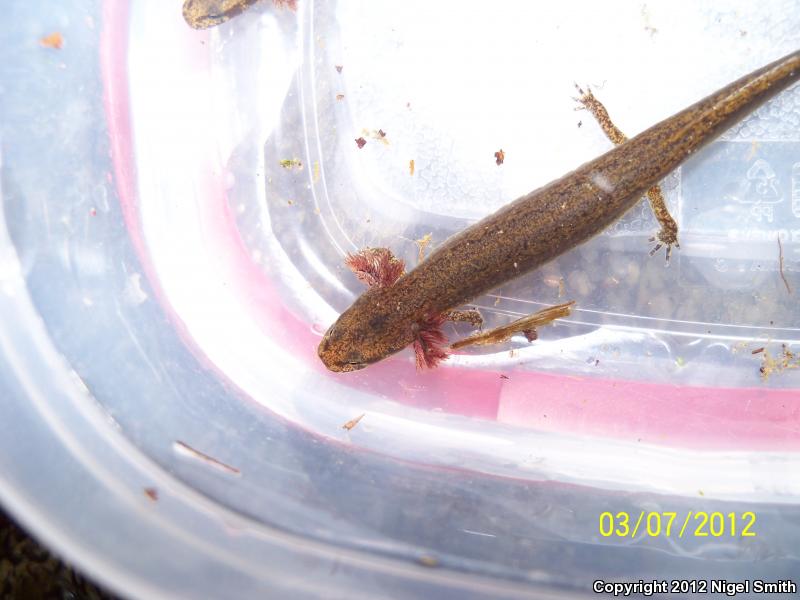 Dark-sided Salamander (Eurycea aquatica)