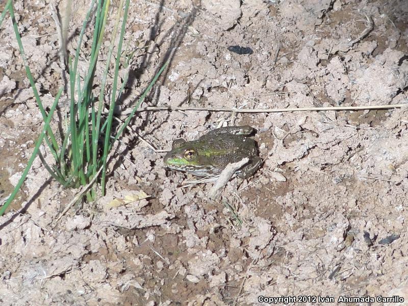 Montezuma Leopard Frog (Lithobates montezumae)