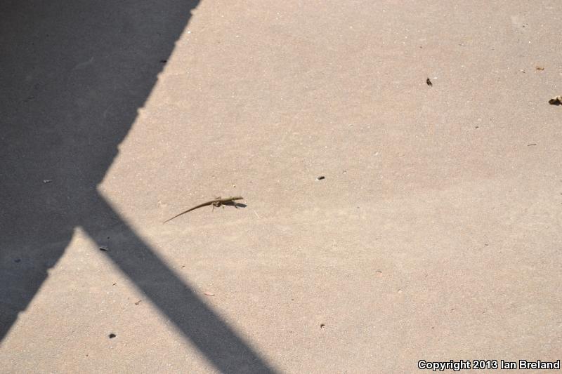 Colorado Checkered Whiptail (Aspidoscelis neotesselata)