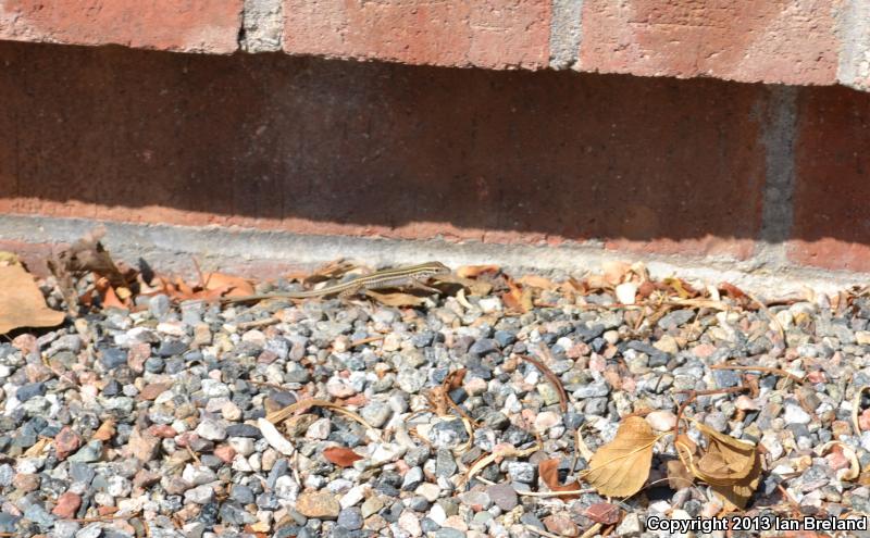 Colorado Checkered Whiptail (Aspidoscelis neotesselata)