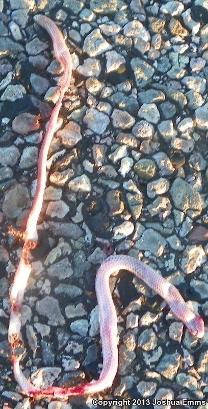 New Mexico Threadsnake (Leptotyphlops dissectus)