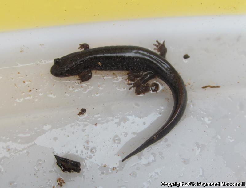 Southern Dusky Salamander (Desmognathus auriculatus)