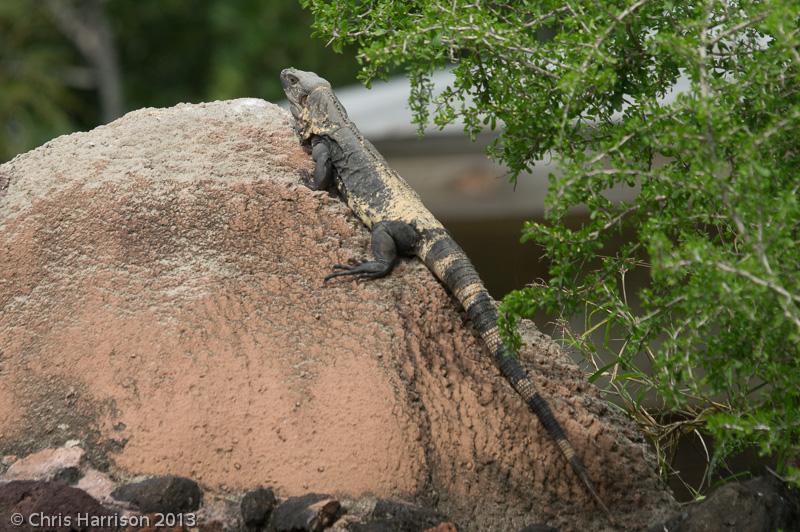 Mexican Spiny-tailed Iguana (Ctenosaura pectinata)