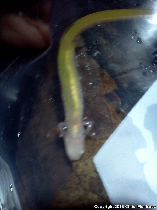 Chamberlain's Dwarf Salamander (Eurycea chamberlaini)