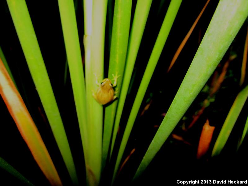 Dwarf Mexican Treefrog (Tlalocohyla smithi)