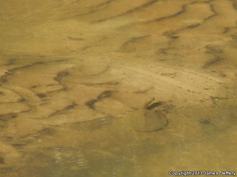 Gulf Coast Spiny Softshell (Apalone spinifera aspera)