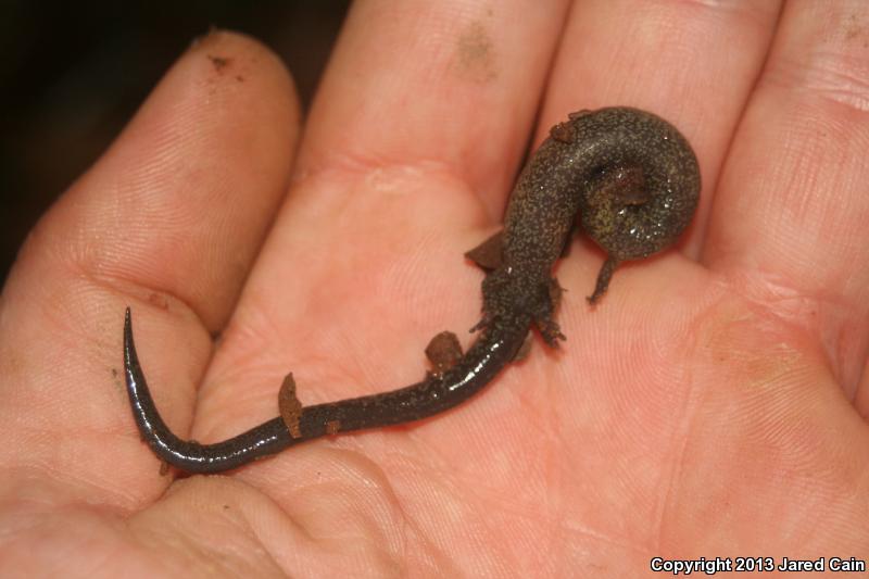 Northern Ravine Salamander (Plethodon electromorphus)