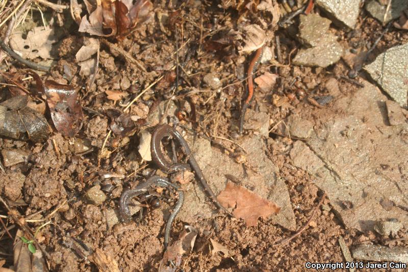 Northern Ravine Salamander (Plethodon electromorphus)