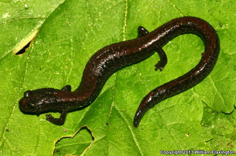 Relictual Slender Salamander (Batrachoseps relictus)