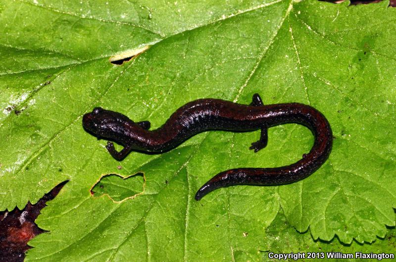 Relictual Slender Salamander (Batrachoseps relictus)