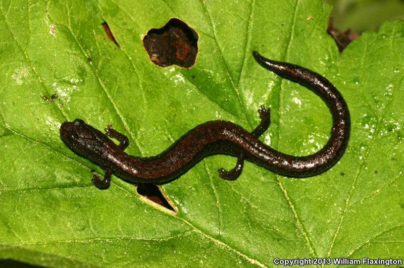 Relictual Slender Salamander (Batrachoseps relictus)