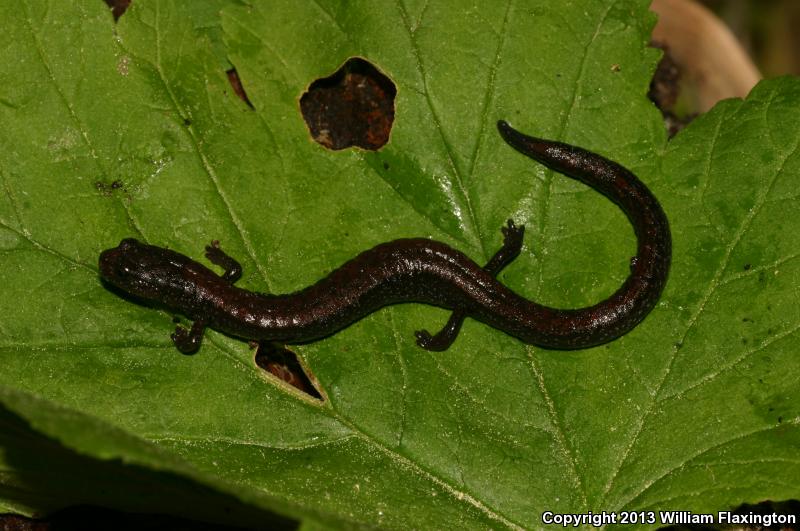 Relictual Slender Salamander (Batrachoseps relictus)